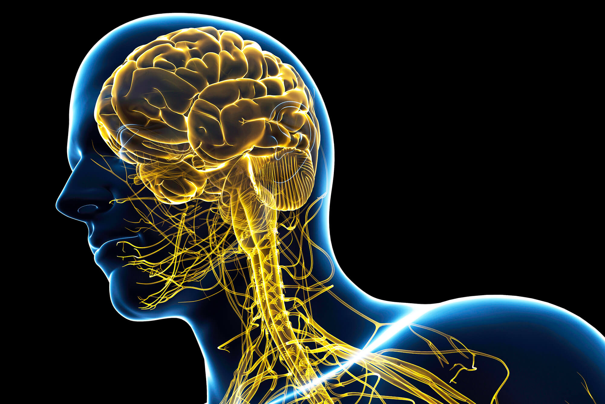 what is the sympathetic nervous system?