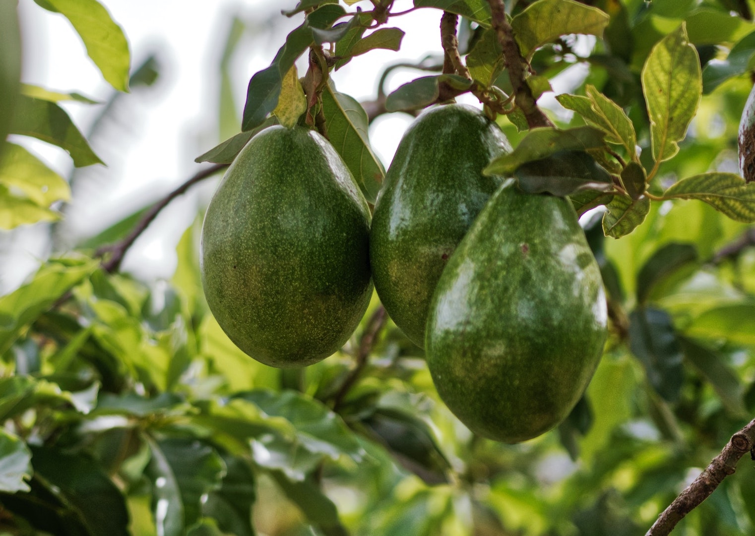 avocado