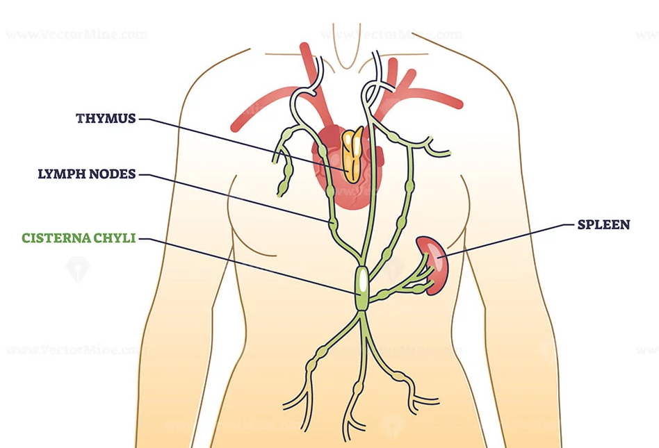 the cisterna chyli and its role in the lymphatic system