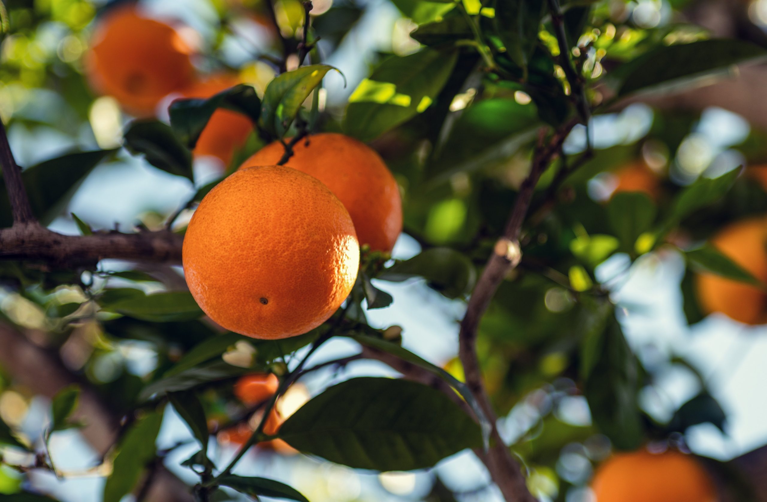 vitamin c