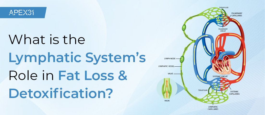 What Is The Lymphatic System’s Role In Fat Loss & Detoxification
