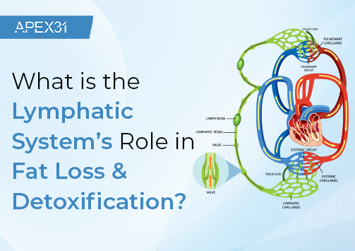 What is the Lymphatic System’s Role in Fat Loss & Detoxification?